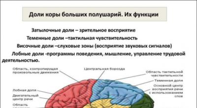 The structure of the brain - what is each department responsible for?