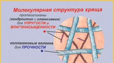Estructura y funciones del tejido cartilaginoso humano.