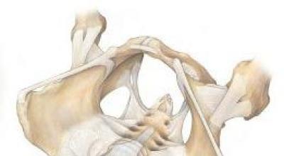 Structure anatomique des os pelviens : structure musculaire, articulations, ligaments et fonctions Quelle fonction remplit l'os pelvien ?