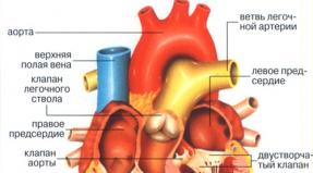 Příznaky onemocnění srdce u dětí ve věku 4 let