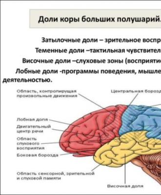 The structure of the brain - what is each department responsible for?