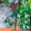Rust on plants - how to deal with the disease