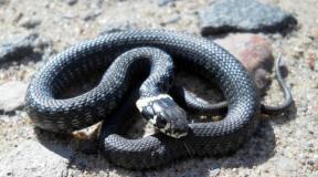 ¿Por qué sueñas con una serpiente u otra? Lo más probable es que haya un malvado en tu entorno.