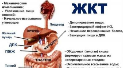 About gastrointestinal diseases, their symptoms and treatment