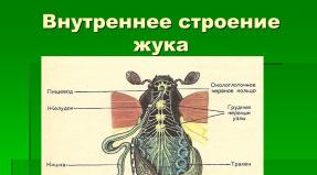 Tema: Institución educativa municipal “Escarabajos o coleópteros” “Escuela secundaria Belokolodezskaya” - presentación
