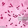 Escherichia coli (E.coli).  Microbiology with microbiological research technology - Escherichia coli Microbiology