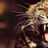¿Por qué sueñas con un leopardo?: una niña, una mujer, una mujer embarazada, un hombre - interpretación según diferentes libros de sueños ¿Por qué sueñas con un leopardo atacando?