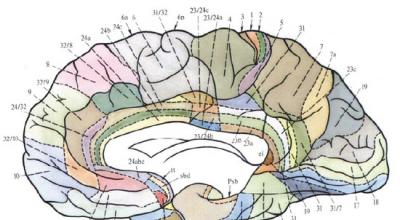 Dinamička lokalizacija funkcija u korteksu velikog mozga Pitanja za samokontrolu