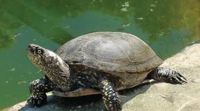 Tortuga: un reptil antiguo