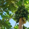 Papaya: benefits and harm to the body Papaya in cooking