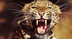 Proč sníte o leopardovi: dívka, žena, těhotná žena, muž - výklad podle různých knih snů Proč sníte o útoku leoparda