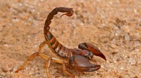 Skorpion, ciekawe fakty