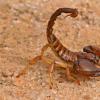 Scorpione, fatti interessanti