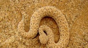 Разпространение и местообитание на змиите Къде е змията