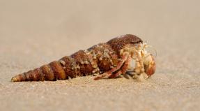 Where does the hermit crab live and what does it eat?