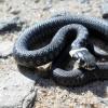 ¿Por qué sueñas con tal o cual serpiente? Lo más probable es que haya un malvado en tu entorno.
