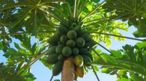 Papaya: benefits and harm to the body Papaya in cooking