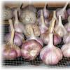 Come essiccare l'aglio: consigli utili