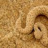 Разпространение и местообитание на змиите Къде е змията