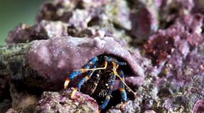 African hermit crab, general information