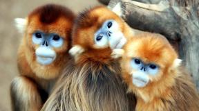 Golden snub-nosed monkey Alpine monkeys